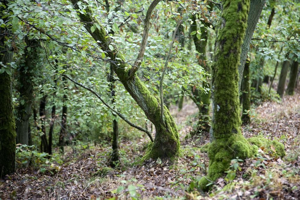 Landhaus Bad Bertrich Bagian luar foto